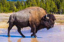 Hiking Tour: Hidden gems! West Yellowstone | PRIVATE + Lunch