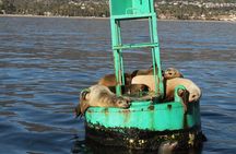 Whale and Wildlife Yacht Cruise in Santa Barbara