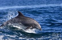 Whale and Wildlife Yacht Cruise in Santa Barbara
