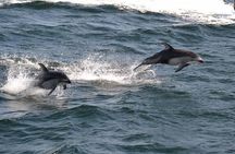 4 Hour Whale and Wildlife tour