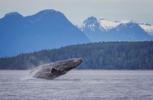 4 Hour Whale and Wildlife tour