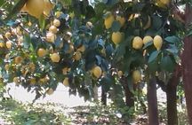  Cooking class in ”La Fattoria di Mari" on Amalfi coast
