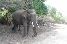 YALA SAFARI TOUR with Galle/Mirissa/Tangalle/Ella Transfers