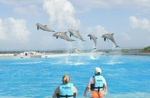 Tulum & Dolphin Connection from Cancun