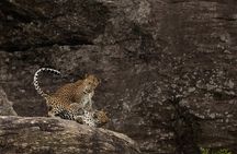 Explore Wilpattu National Park Private 4WD Tour