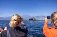 2 Hour Private Marine Wildlife Tour