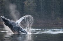 2 Hour Private Marine Wildlife Tour