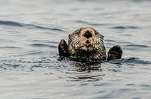2 Hour Private Marine Wildlife Tour
