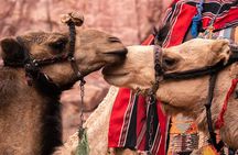 One Day tour to Petra with ZPhoenix 