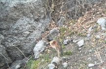 Bird Observation in Cape Verde 
