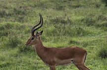 3-Day Maasai Mara Safari Itinerary