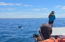 Nautical Adventure in Search of Dolphins