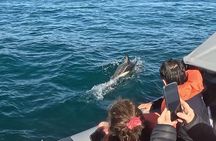 Nautical Adventure in Search of Dolphins