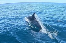 Nautical Adventure in Search of Dolphins