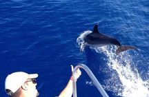 Tenerife Los Cristianos: Whale and Dolphin Eco-Yacht and Swim Stop