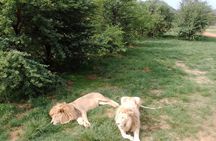 Cradle of Humankind, Lesedi Cultural Village & Lion's Park