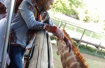 Cradle of Humankind, Lesedi Cultural Village & Lion's Park