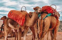 Marrakech: Agafay Desert Sunset, Camel Ride, and Dinner Show.