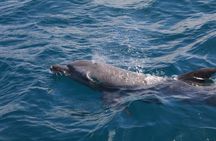 Wasini Dolphin Spotting Tour