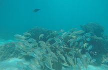 Wasini Dolphin Spotting Tour