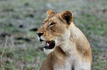 6 Days Masai Mara, Lake Nakuru and Amboseli Budget Group Safari