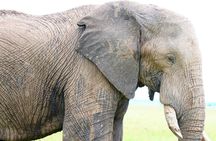 1 Day Amboseli Elephant Encounter Safari
