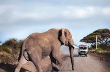 1 Day Amboseli Elephant Encounter Safari