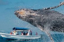 Full Day Bacardi Whale Watching - End Season March 30th