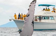 Full Day Bacardi Whale Watching - End Season March 30th