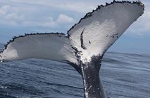 Full Day Bacardi Whale Watching - End Season March 30th