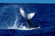Oahu Whale Watch Tour & Waikiki Sunset Boat Tour