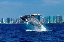 Oahu Whale Watch Tour & Waikiki Sunset Boat Tour