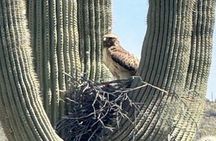 1-2 Hour Sonoran Desert Private Guided Hiking Tour