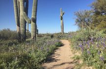1-2 Hour Sonoran Desert Private Guided Hiking Tour