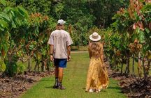 Daintree Sensations 