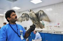 Wings of Heritage Abu Dhabi Falcon Hospital Tour