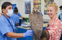 Wings of Heritage Abu Dhabi Falcon Hospital Tour