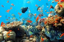 Bali Snorkeling at Blue Lagoon with Private Transfer