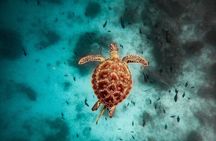 Monkey Tour; Salaam Cave; Paje Beach; The Rock; Kuza Cave Tour