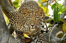 Multi Day Masai Mara Safari Adventure