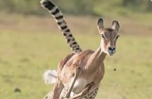 Multi Day Masai Mara Safari Adventure