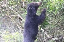 Yala National Park Private All-Inclusive Safari: Full or Half-Day