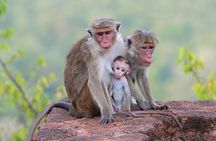 Yala National Park Private All-Inclusive Safari: Full or Half-Day