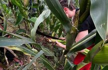 Local food and cooking experience