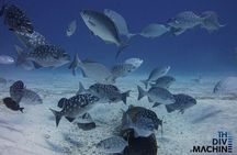 Scuba Diving in Playa del Carmen or Tulum
