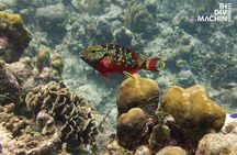 Scuba Diving in Playa del Carmen or Tulum