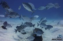 Diving Certification Playa del Carmen Dive Machine