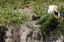 Local Life and Flavors Photo Private Tour