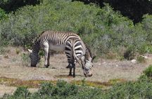 Best Of The Cape 8 Hour Private Tour