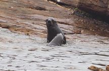 Best Of The Cape 8 Hour Private Tour